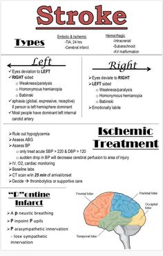 the human brain and its functions