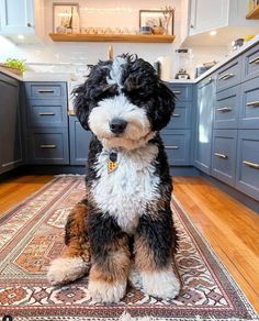 a black and white dog sitting on top of a rug in a kitchen next to blue cabinets