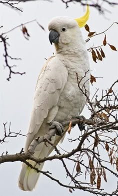 a white parrot perched on top of a tree branch