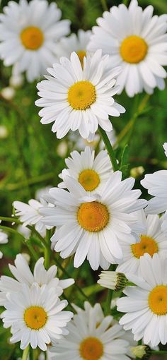 white daisies with yellow centers are in the grass, and green foliage is behind them