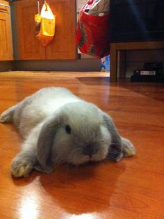 a gray and white rabbit laying on the floor