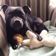 a black dog laying on top of a couch next to a stuffed animal rabbit toy