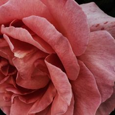 an image of a pink rose that is in the middle of someone's tweet