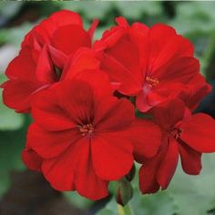 red flowers with green leaves in the background