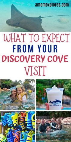 the words what to expect from your discovery cove visit are in red, white and blue