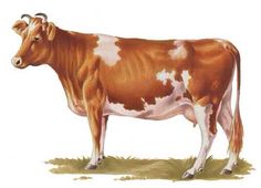 a brown and white cow standing on top of a grass covered field