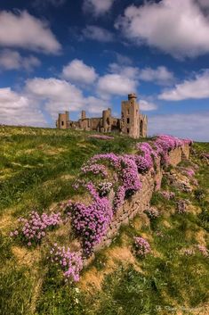 purple flowers growing on the side of a stone wall in front of an old castle