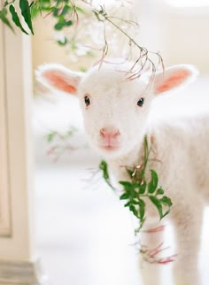 a baby goat standing next to a green plant