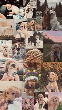 many different pictures of dogs with flowers in their hair