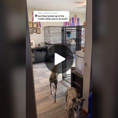 the dog is walking through the room with its owner and his dog in it's kennel