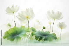 white water lilies and green leaves floating in the air on a light colored background