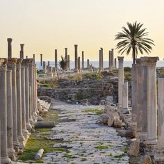 an ancient city with columns and palm trees