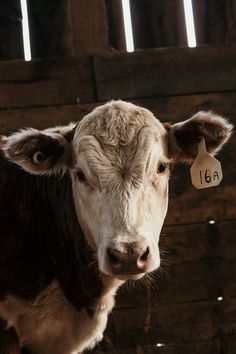 a brown and white cow standing in front of a wooden wall with tags on it's ears