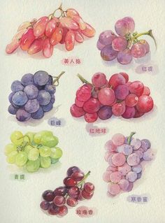 Watercolour Fruits Painting, Watercolor Fruit Paintings, Fruits Watercolor Painting, Drawing Grapes, Grape Watercolor, Grapes Drawing, Fruit Watercolor Painting, Grapes Watercolor, Grape Illustration