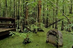 an old bench sitting in the middle of a forest filled with green plants and trees