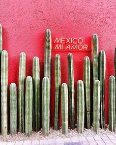 a red wall with many green cactus next to it and a sign that says mexico miamor