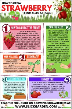 the strawberry info sheet shows how to grow strawberries from seed at home and how to use