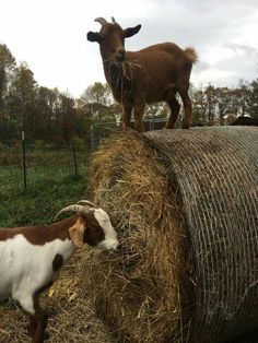 a goat standing on top of a hay bale next to a brown and white goat