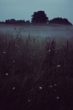 a field with the words, myctophilia in white letters on it