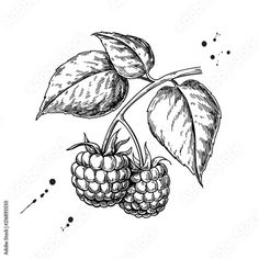 a black and white drawing of some berries