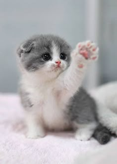 a small gray and white kitten sitting on top of a pink blanket with its paw up