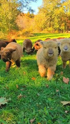 several sheep are grazing in the grass together