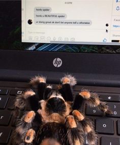 a stuffed animal sitting on top of a laptop computer