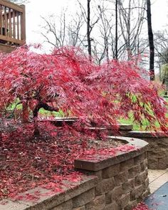 a tree with red leaves on it in the middle of a park area next to a brick wall