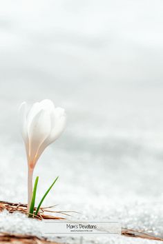 a single white flower sitting on top of a sandy beach next to the ocean,