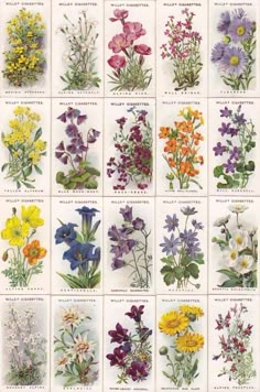 a bunch of different types of flowers on a white sheet with words written below them