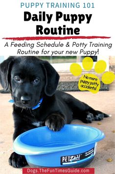 a black puppy sitting in front of a blue bowl