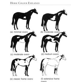 horses are shown in different poses and sizes, with the names on each horse's body