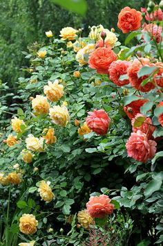 many orange and yellow roses are growing in the bushy area near some green trees