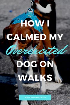 a brown and white dog wearing a blue harness with the words how i called my unexpecteded dog on walks