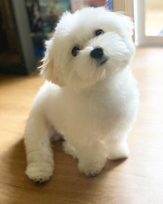 a small white dog sitting on top of a wooden floor