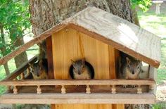 three squirrels in a bird house hanging from a tree