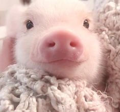 a pig that is laying down with some wool on it's back and looking at the camera