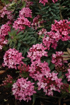 pink flowers are blooming in the garden