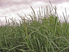 the tall grass is green and ready to be harvested