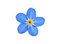 a blue flower with yellow center on a white background