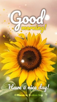 a sunflower with the words good morning have a nice day on it's side