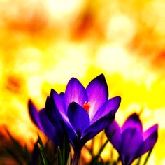 three purple flowers are in front of an orange and yellow background