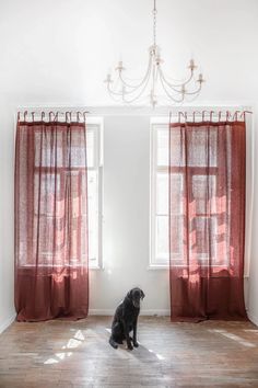 a black dog sitting on top of a hard wood floor under a chandelier