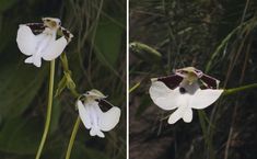 two pictures of white flowers in the woods