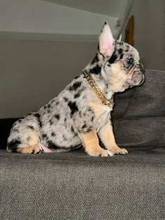 a small dog sitting on top of a couch