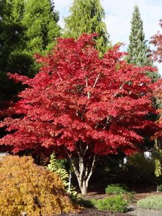 a red tree in the middle of a park