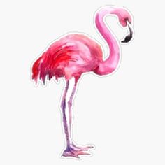 a pink flamingo standing on its hind legs with it's head turned to the side