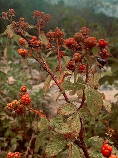 berries are growing on the branch of a plant with green leaves and red berries in the foreground