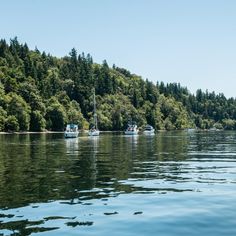 several boats are floating on the water in front of a forested area with trees and blue sky