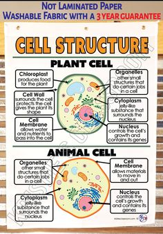 an animal cell diagram with labels on it and other information about the cells in each cell